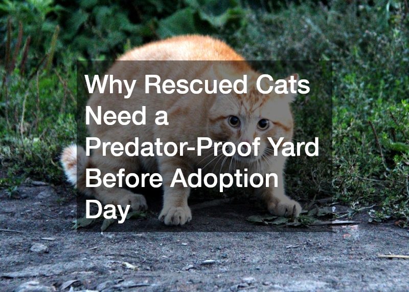 Why Rescued Cats Need a Predator-Proof Yard Before Adoption Day
