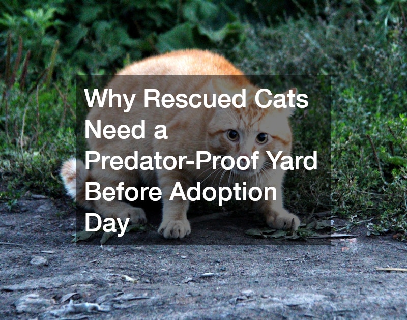Why Rescued Cats Need a Predator-Proof Yard Before Adoption Day